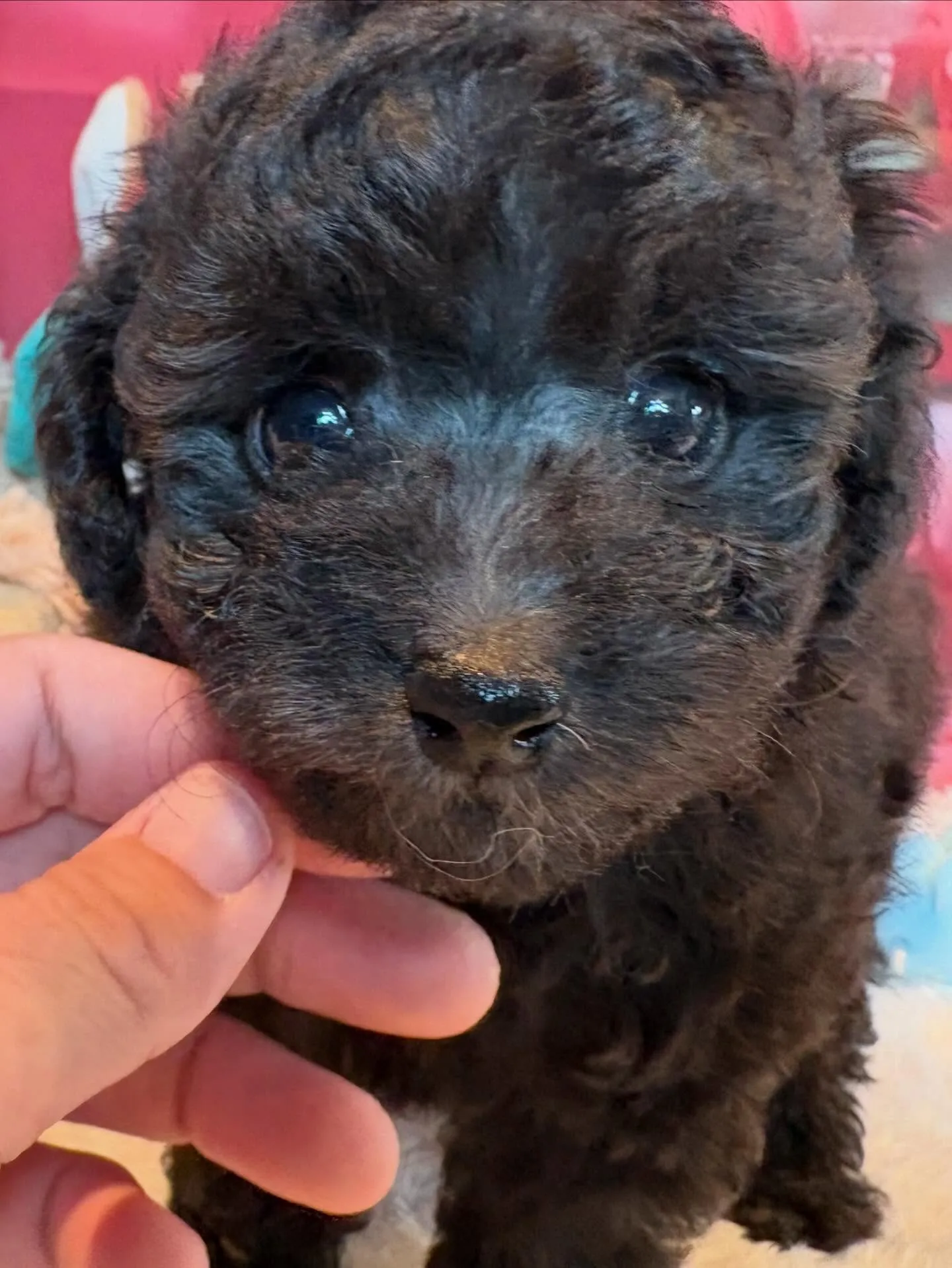 ニコ🍋本日お引渡しでした♡
