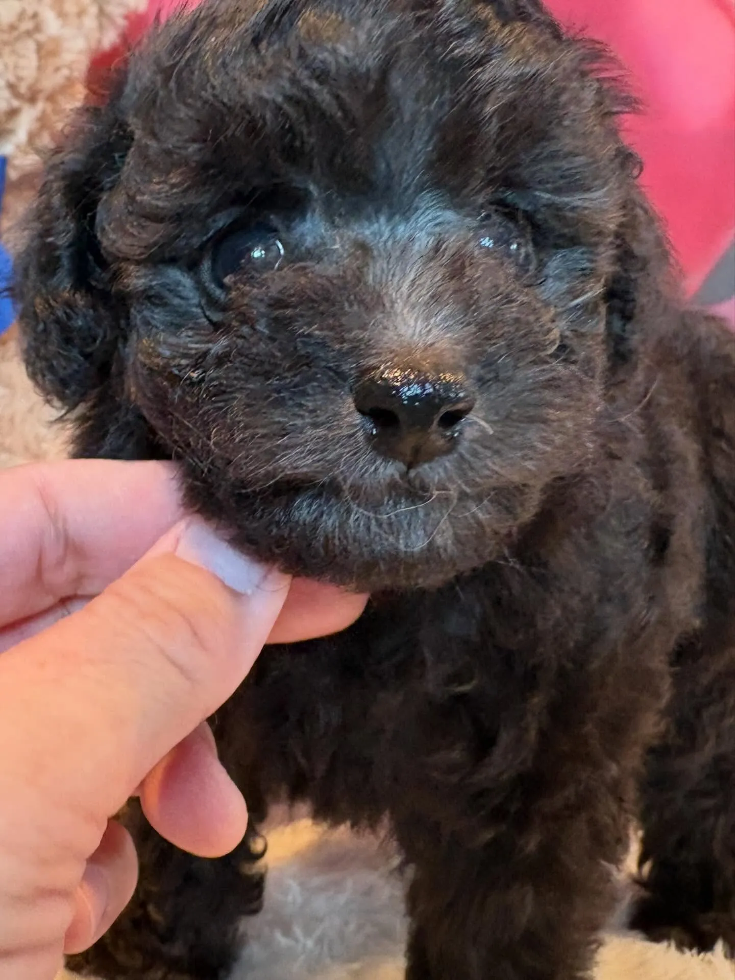 ニコ🍋本日お引渡しでした♡