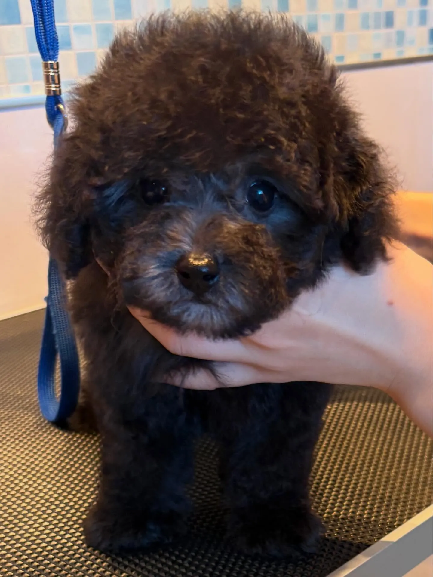 ラス🍋本日お引渡しでした♡