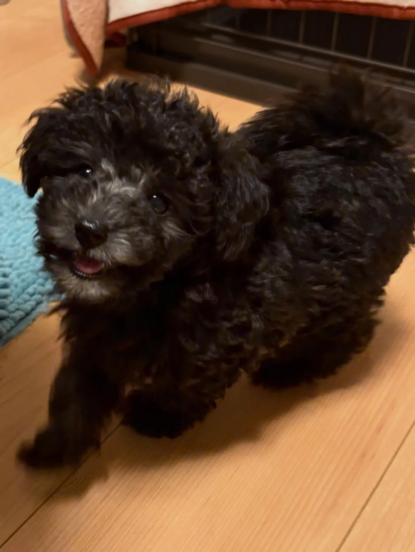 ラス🍋本日お引渡しでした♡