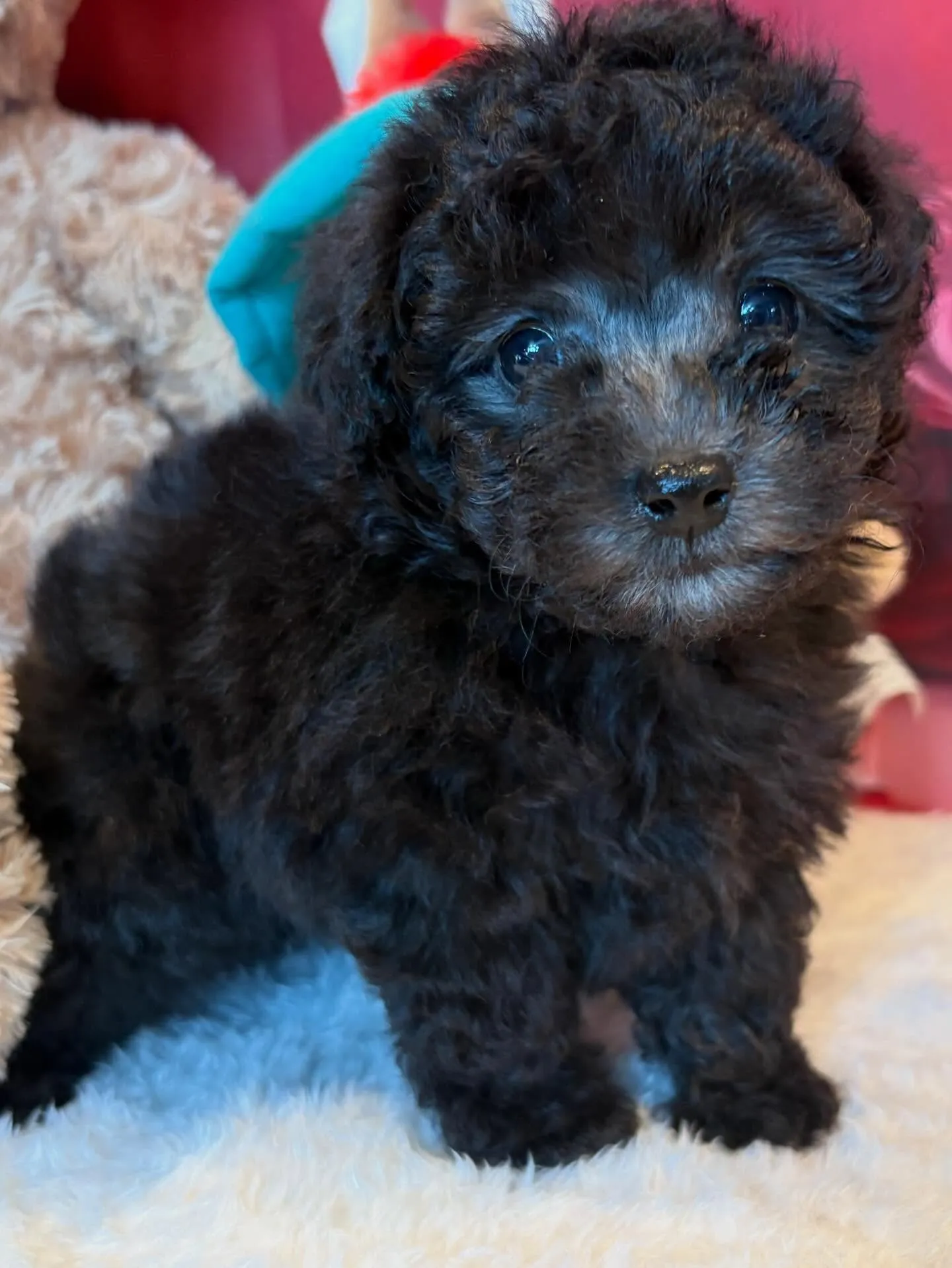 ラス🍋本日お引渡しでした♡