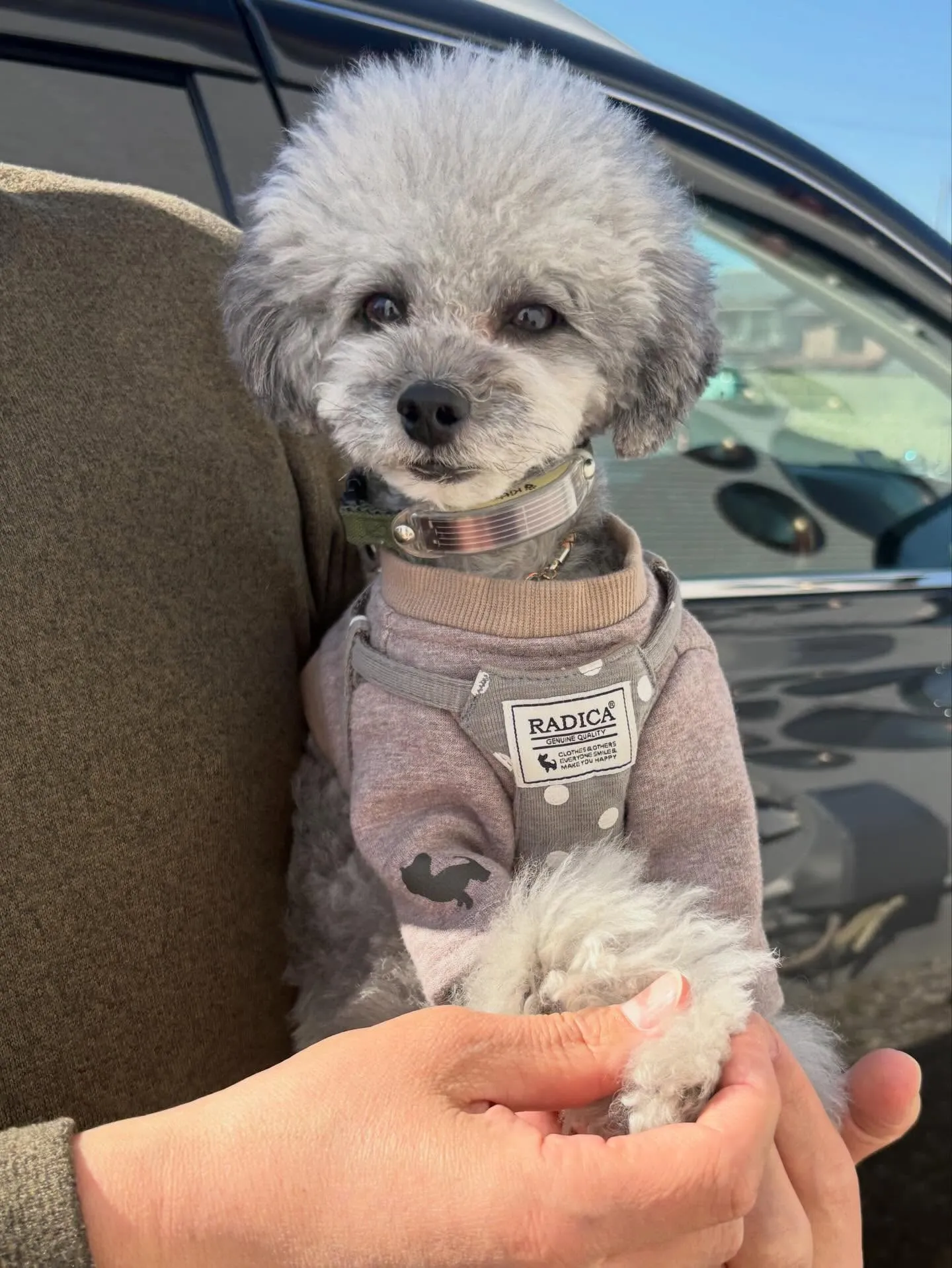 昨日お迎え頂いた、lunaちゃんのお兄ちゃんmeiくん♡