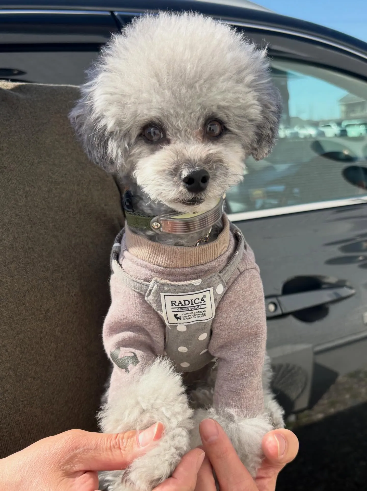 昨日お迎え頂いた、lunaちゃんのお兄ちゃんmeiくん♡