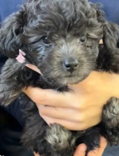 昨日お迎え頂いた、lunaちゃんのお兄ちゃんmeiくん♡