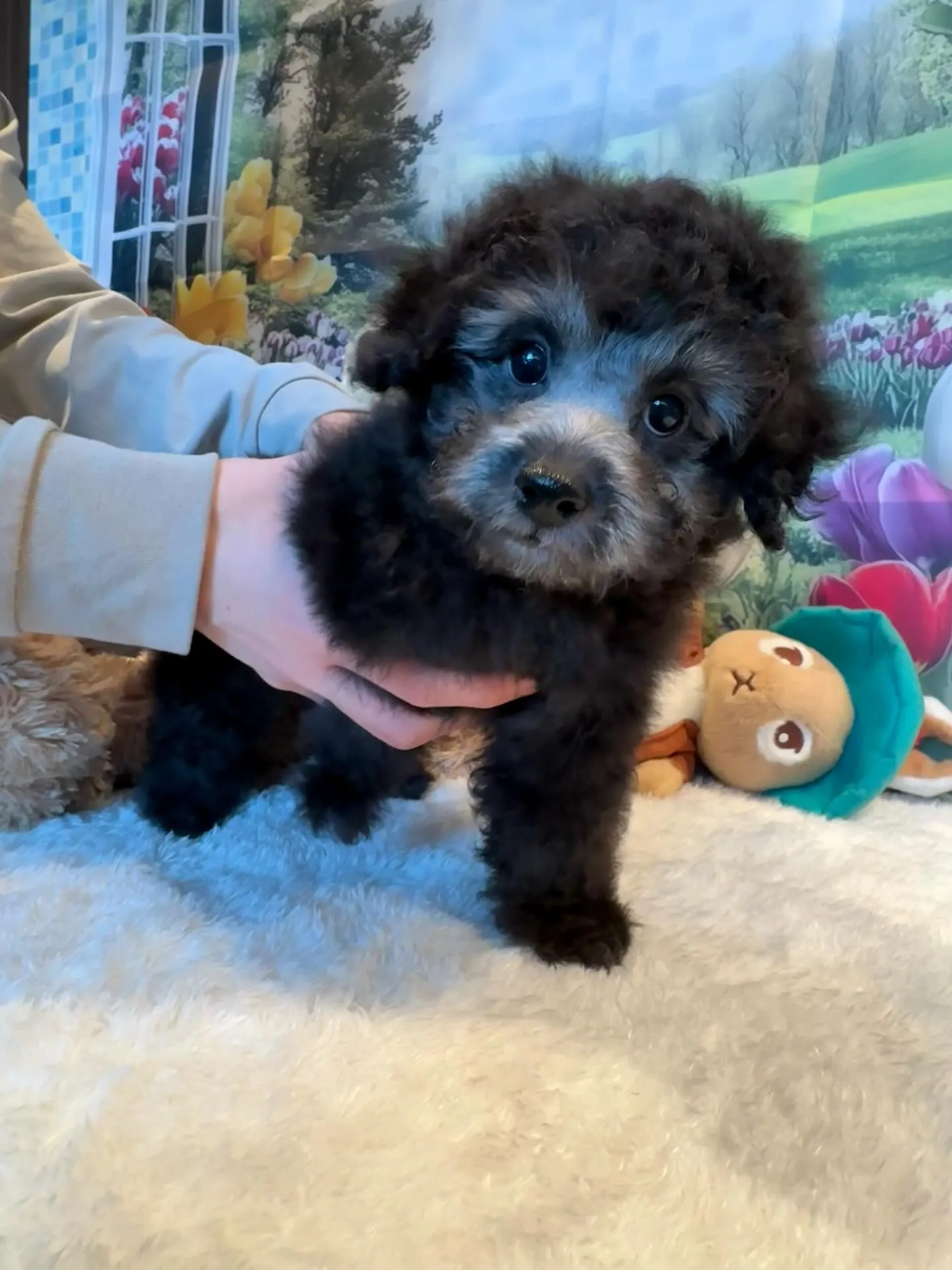 さくらベビー🌸たかし本日お引渡しでした🐾