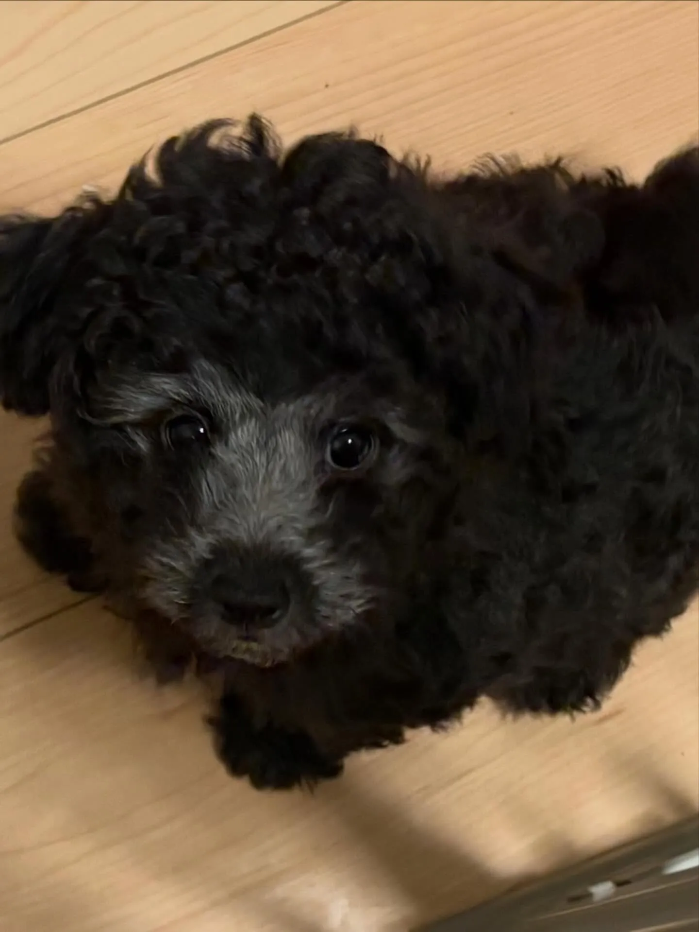 さくらベビー🌸たかし本日お引渡しでした🐾