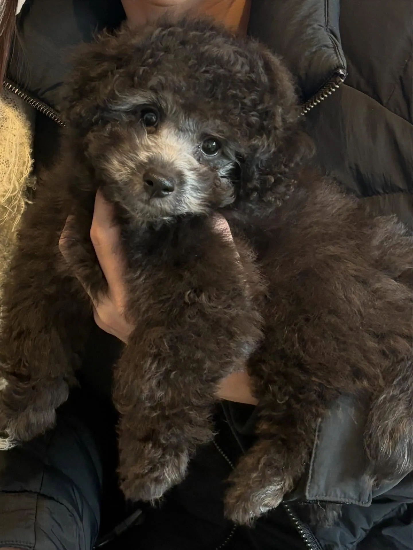 さくらベビー🌸たかし本日お引渡しでした🐾