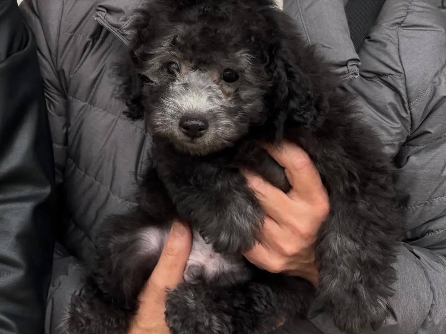 さくらベビー🌸たける本日ご見学と同時に嫁ぎました🐾