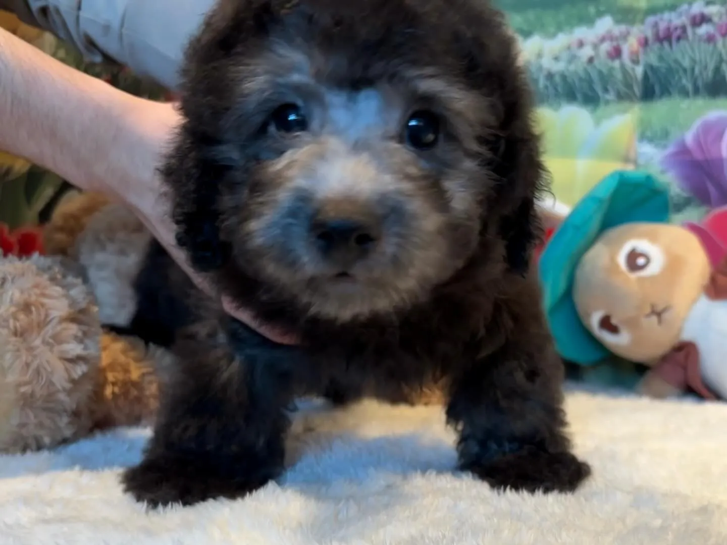 さくらベビー🌸たける本日ご見学と同時に嫁ぎました🐾