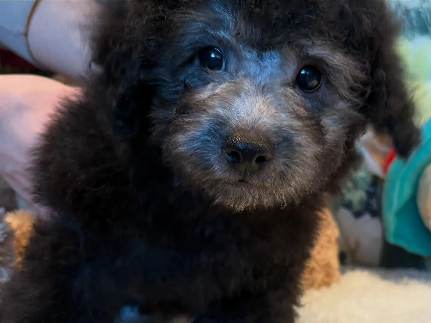 さくらベビー🌸たける本日ご見学と同時に嫁ぎました🐾