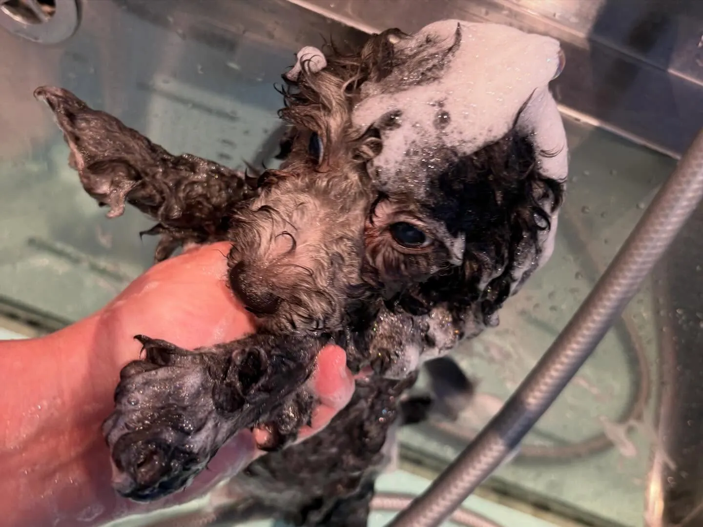 さくらベビー🌸たける本日ご見学と同時に嫁ぎました🐾