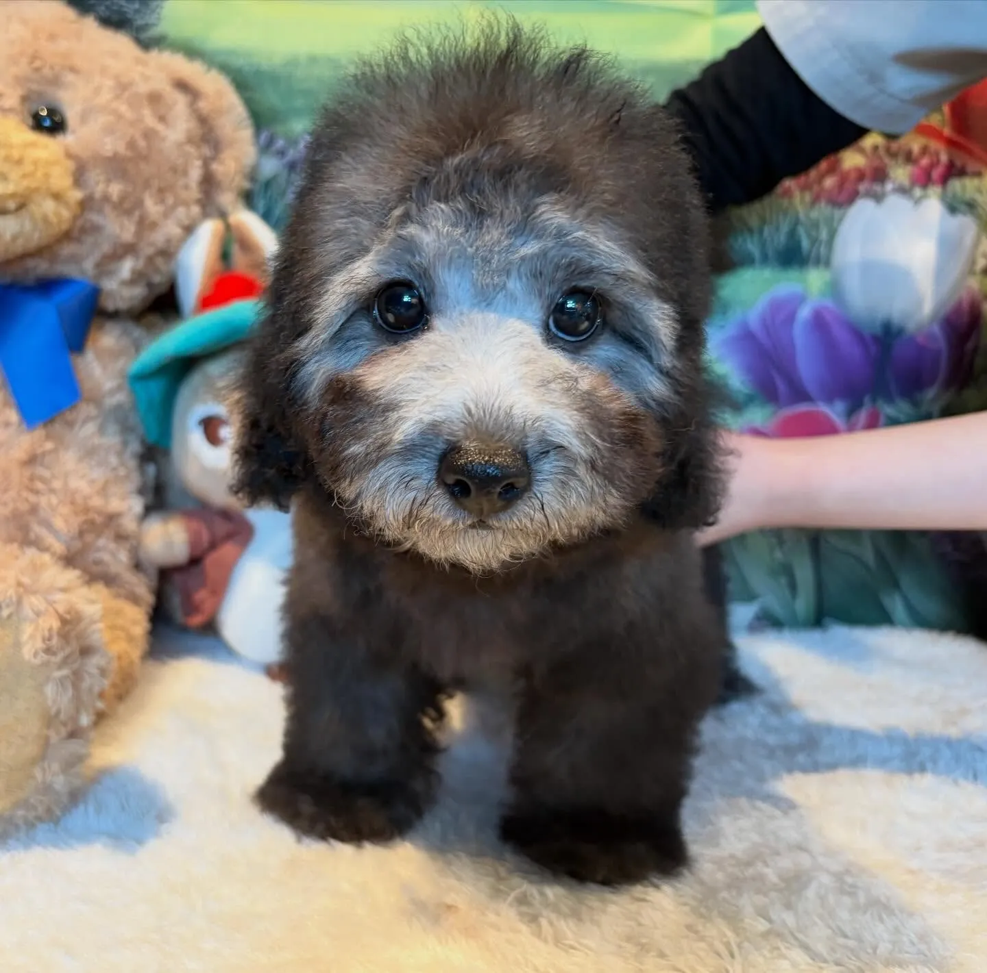 ご家族募集中のトイプードル『うめ子』🐾