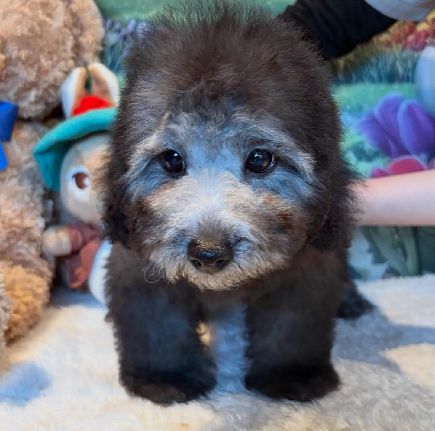 ご家族募集中のトイプードル『うめ子』🐾