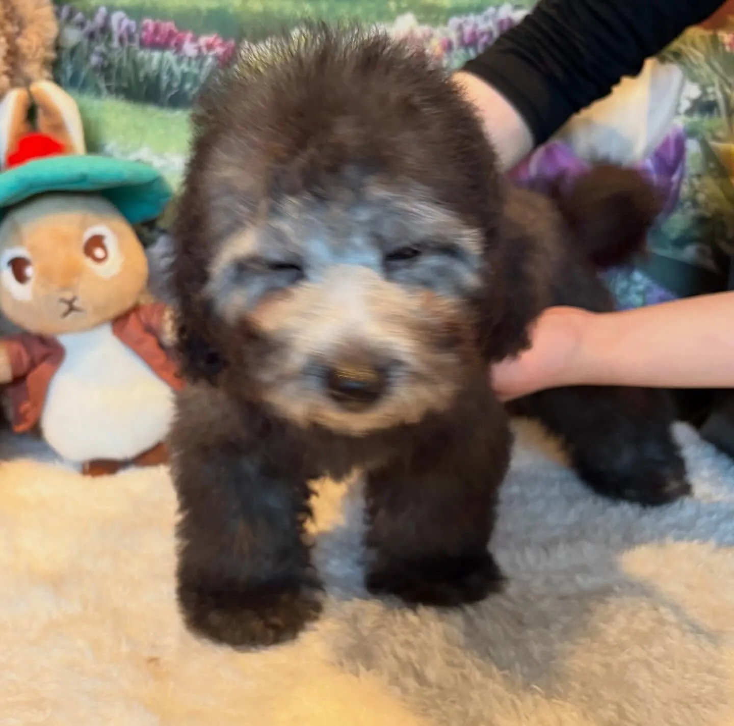 ご家族募集中のトイプードル『うめ子』🐾