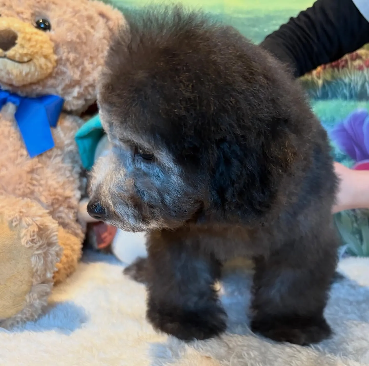 ご家族募集中のトイプードル『うめ子』🐾