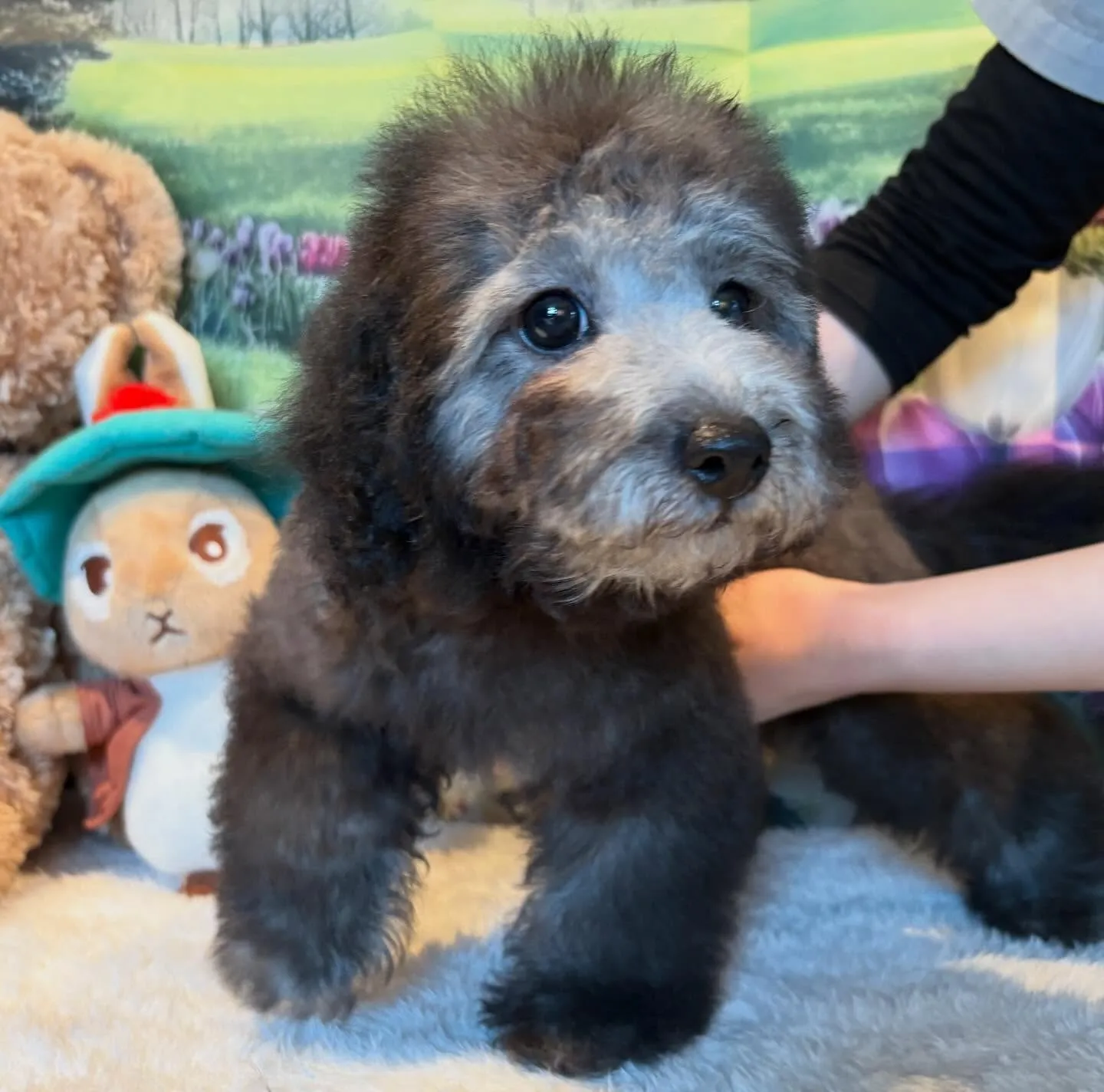 ご家族募集中のトイプードル『うめ子』🐾