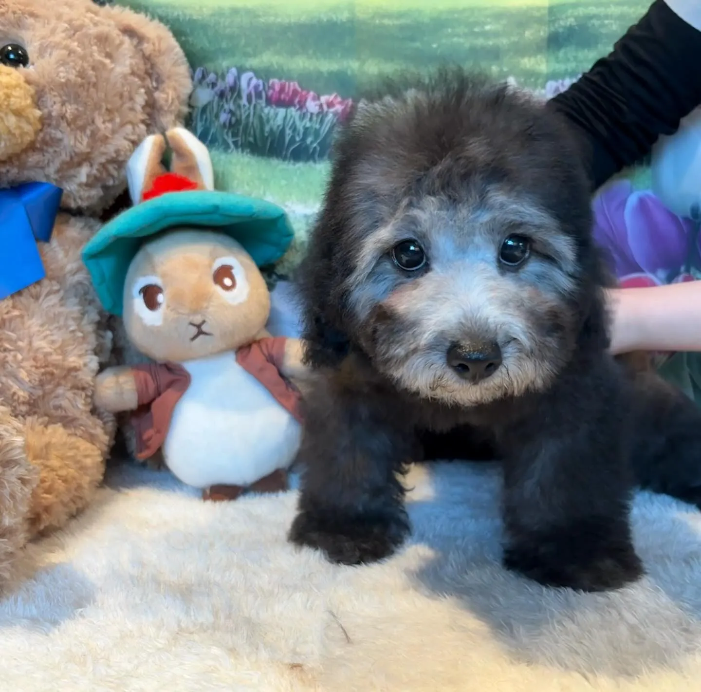 ご家族募集中のトイプードル『うめ子』🐾