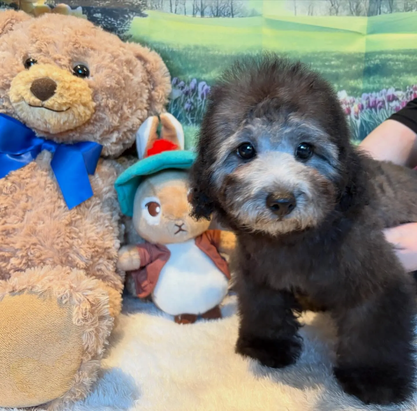 ご家族募集中のトイプードル『うめ子』🐾