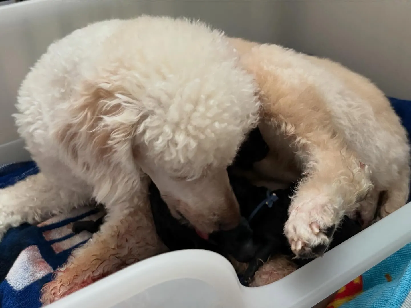 シータ🐉3ベビ出産しました✨️