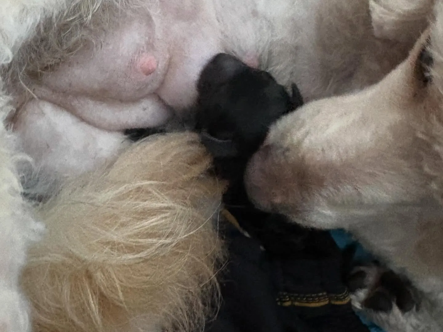 ⁡シータ🐉3ベビ出産しました✨️