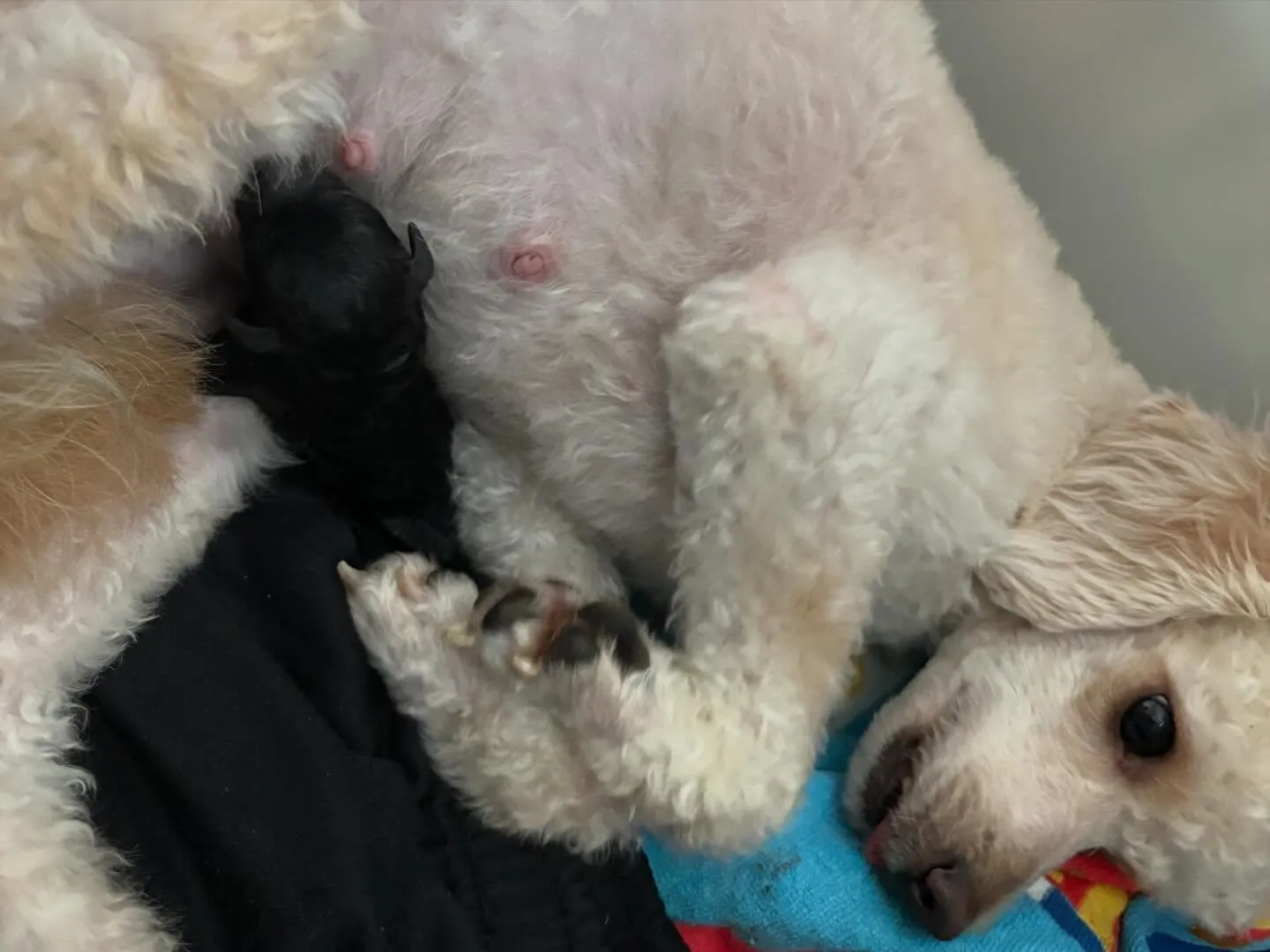 ⁡シータ🐉3ベビ出産しました✨️