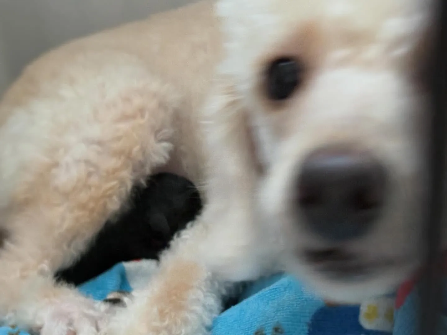 ⁡シータ🐉3ベビ出産しました✨️