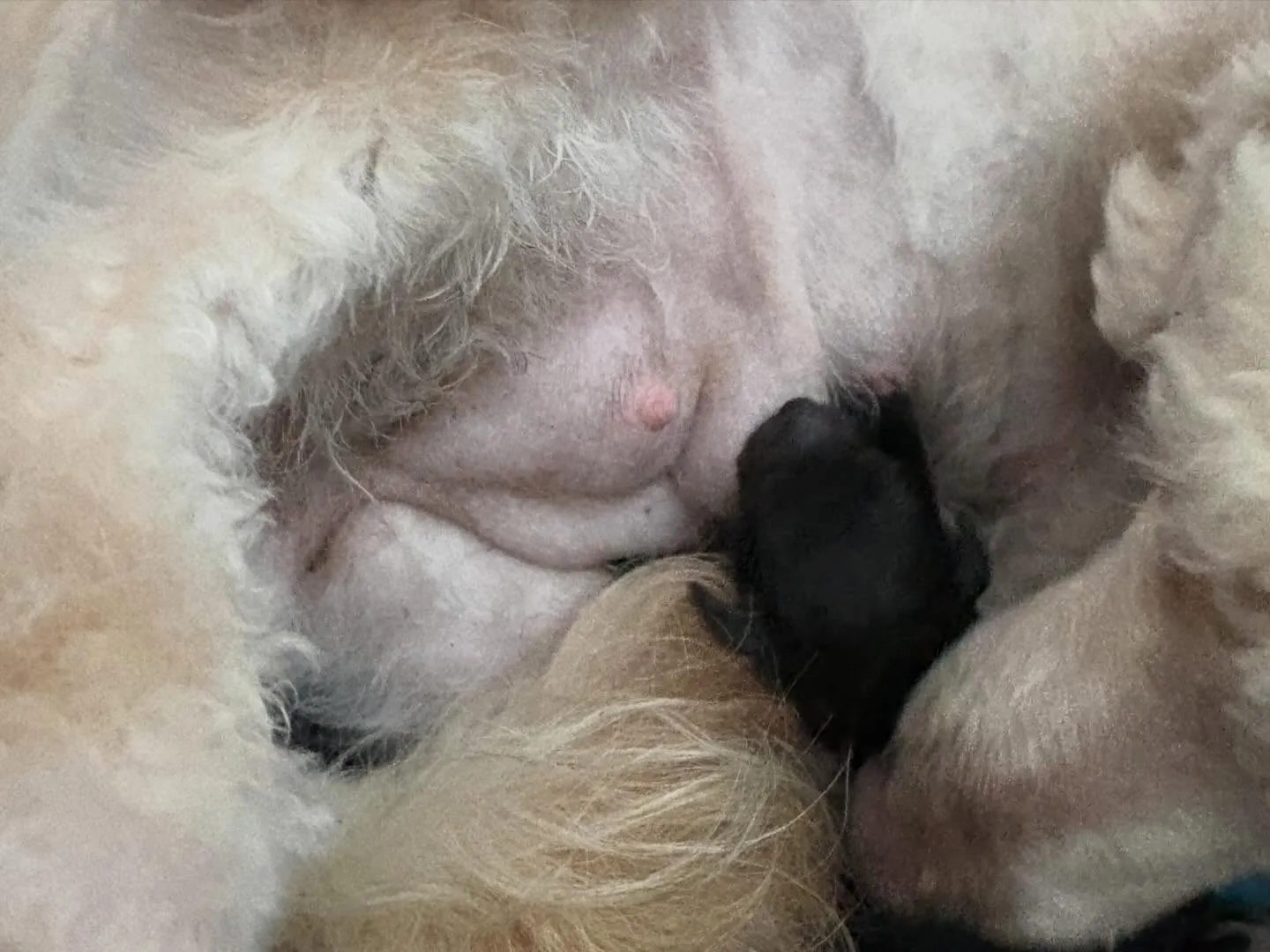 ⁡シータ🐉3ベビ出産しました✨️