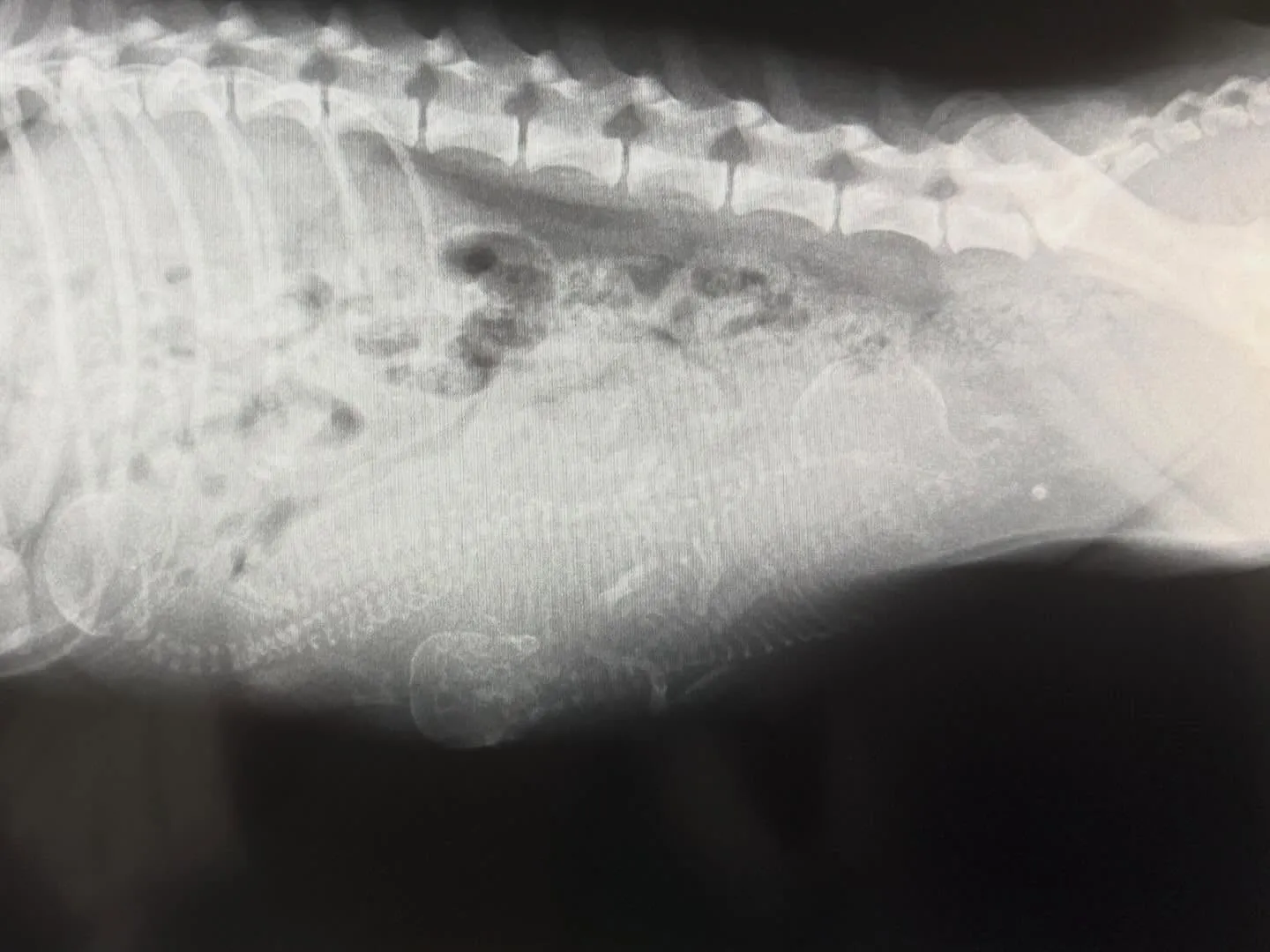 ⁡シータ🐉3ベビ出産しました✨️