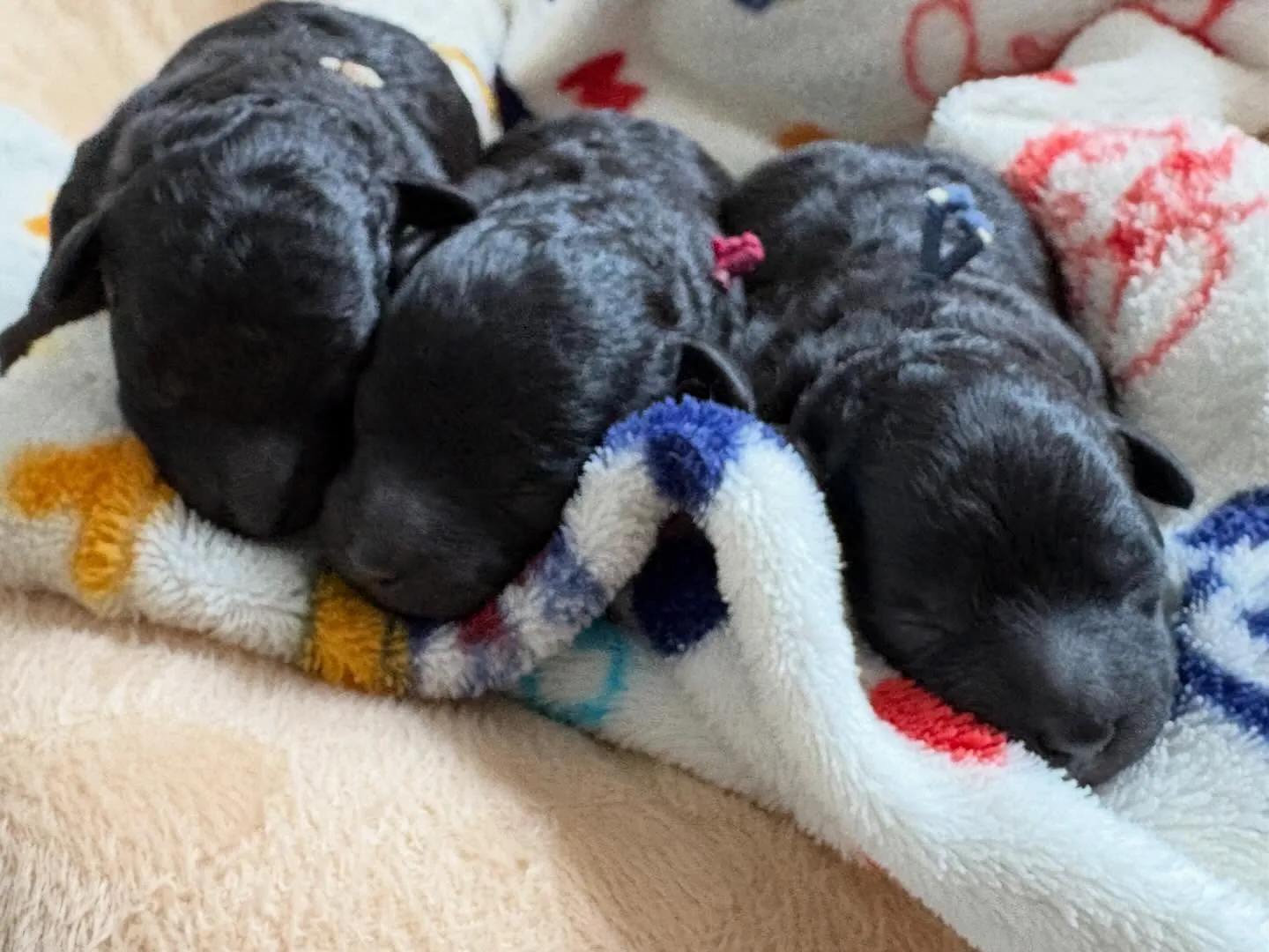 シータベビー🐉生後6日目