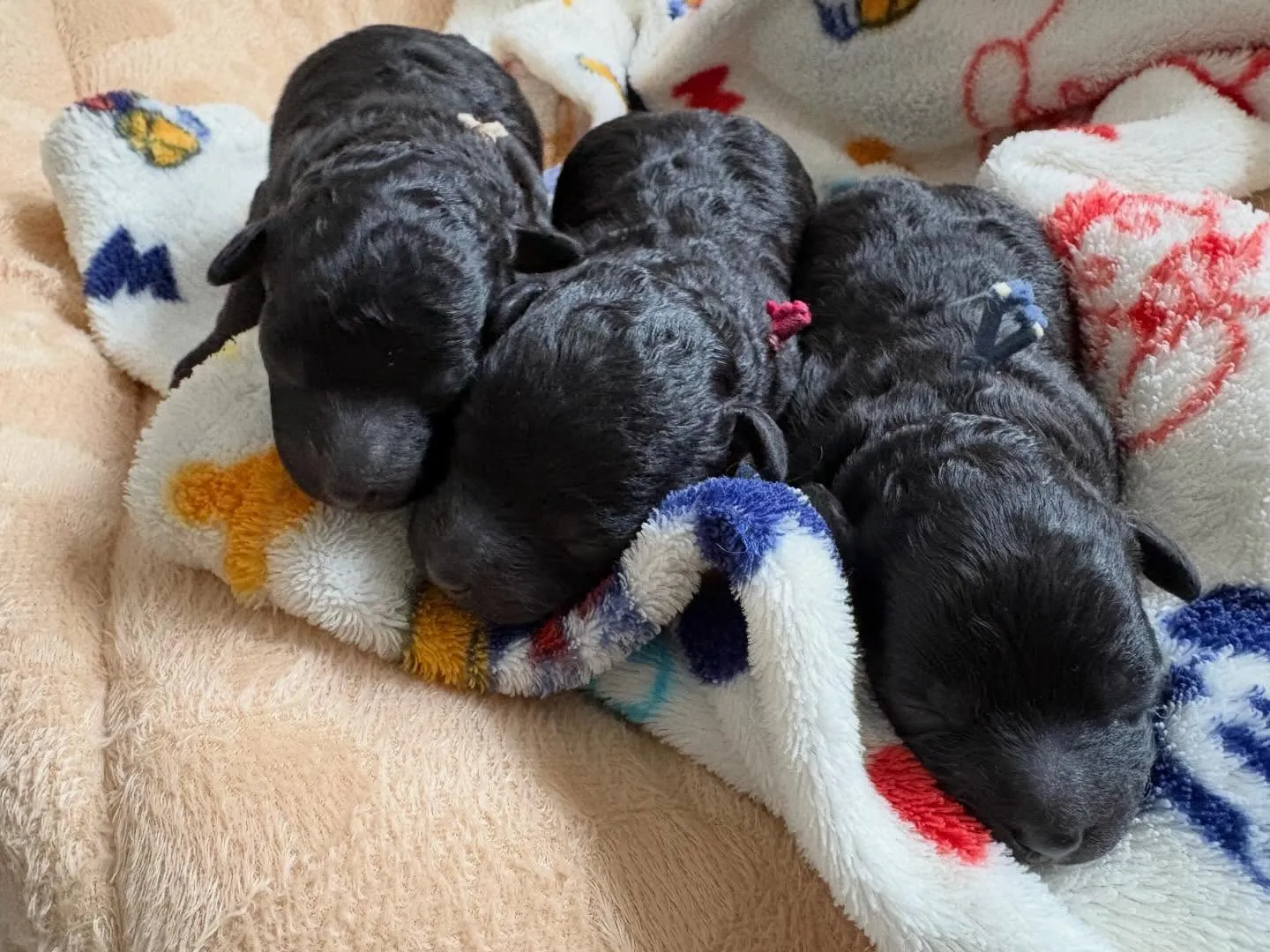 シータベビー🐉生後6日目