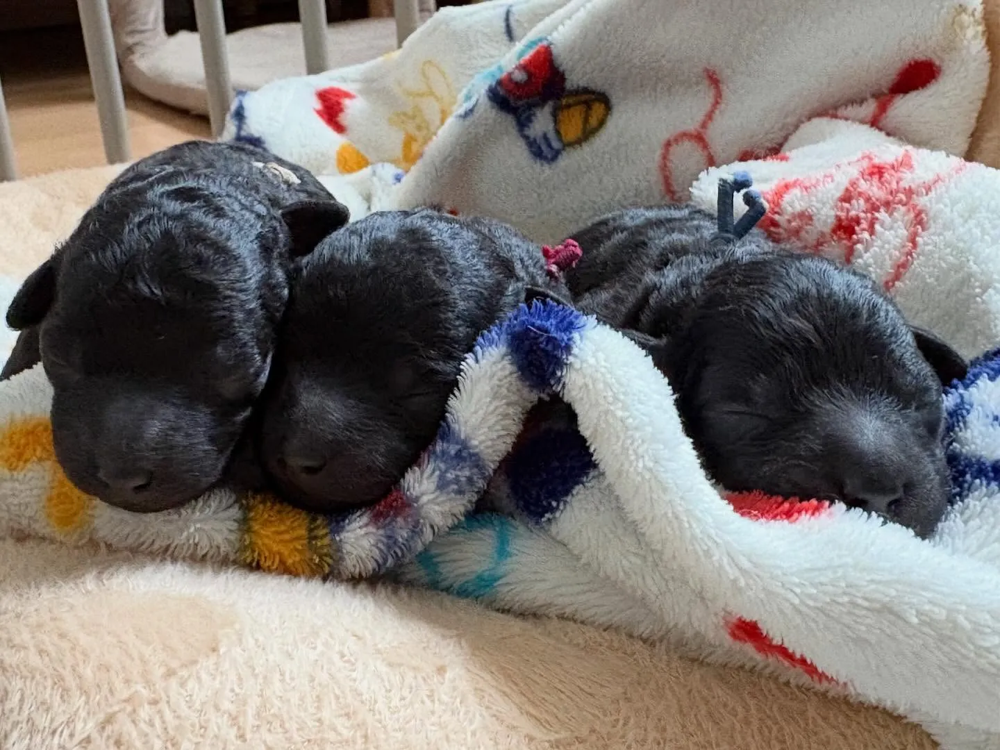 シータベビー🐉生後6日目