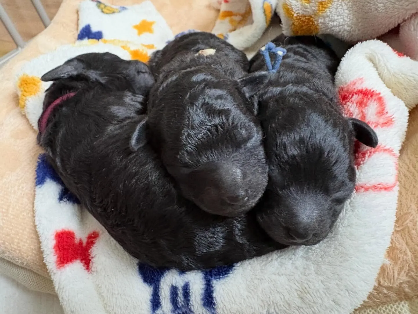 シータベビー🐉生後6日目