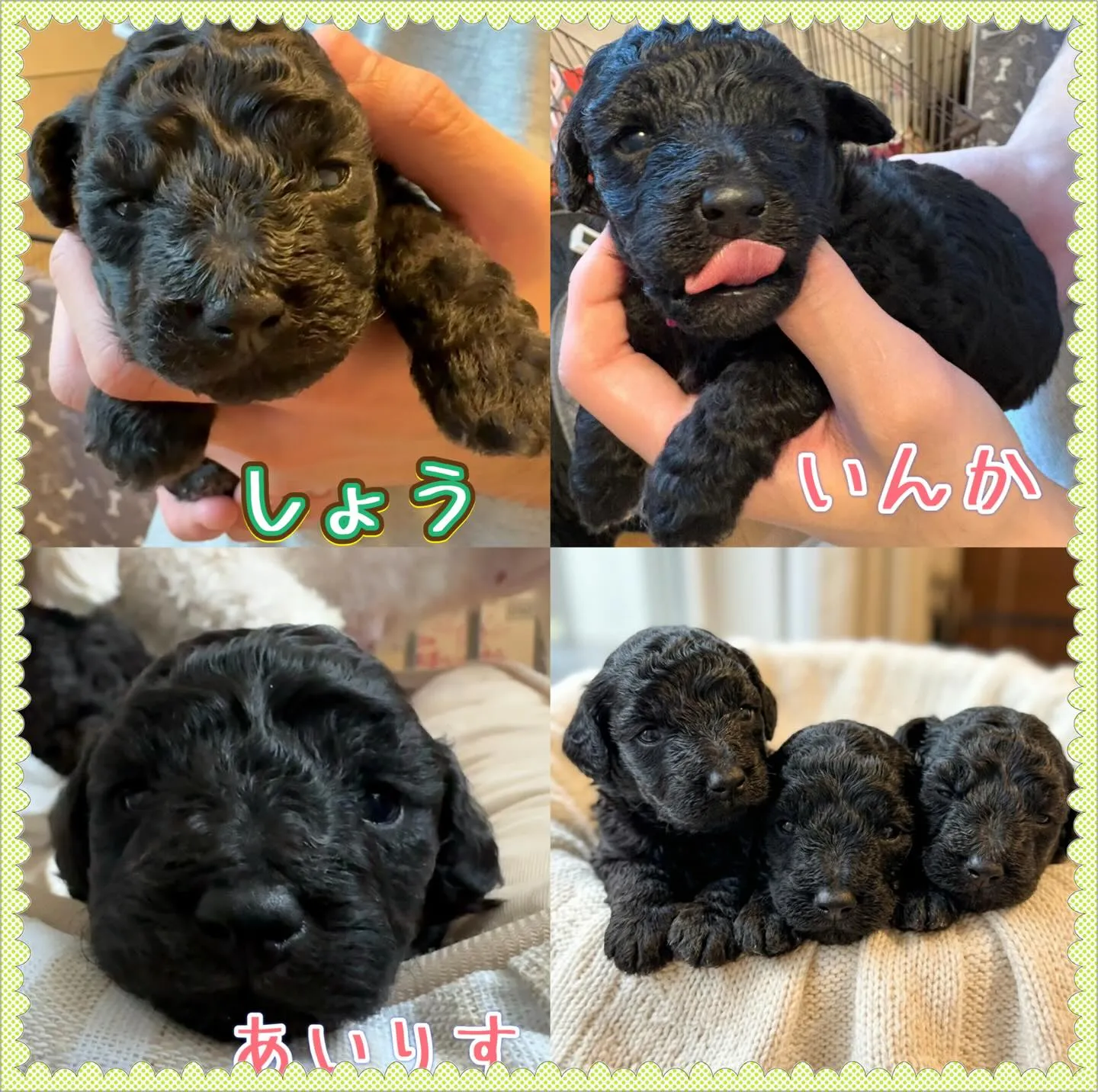 シータベビー🐉生後20日目