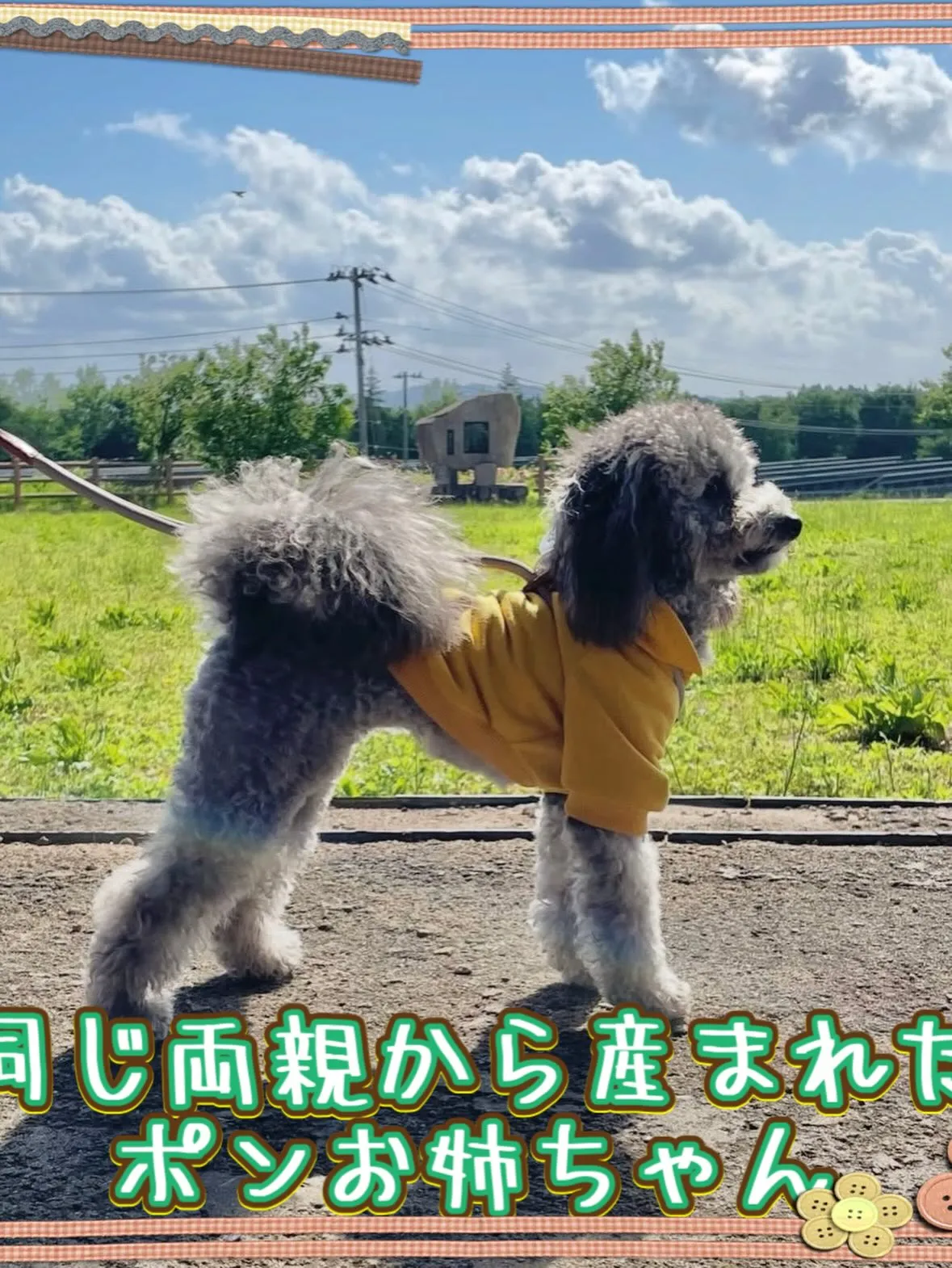 1月10日産まれ トイプードルの男の子👑 ⸝