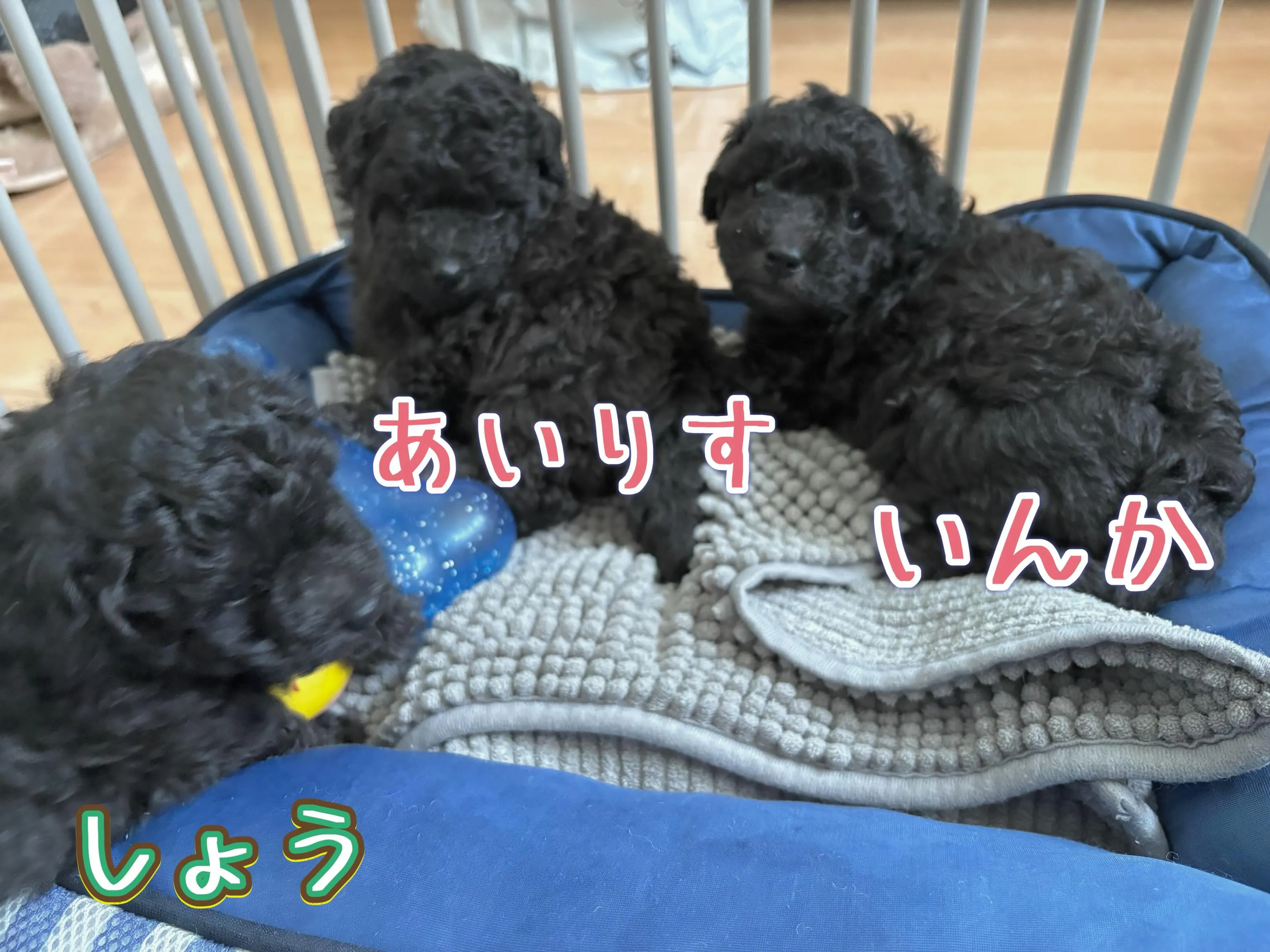 シータベビー🐉生後35日目✨️