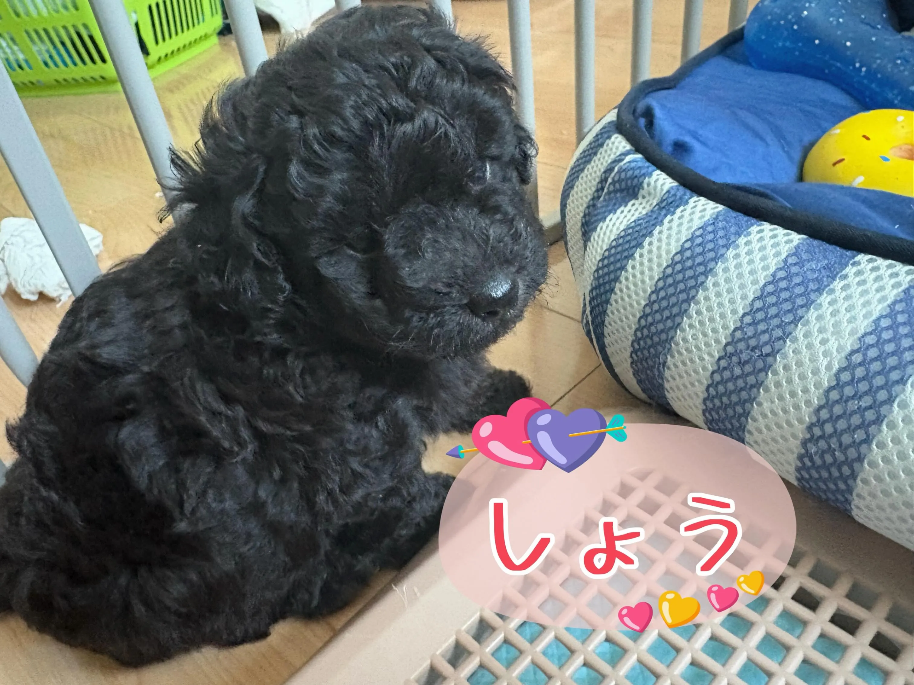 シータベビー🐉生後35日目✨️
