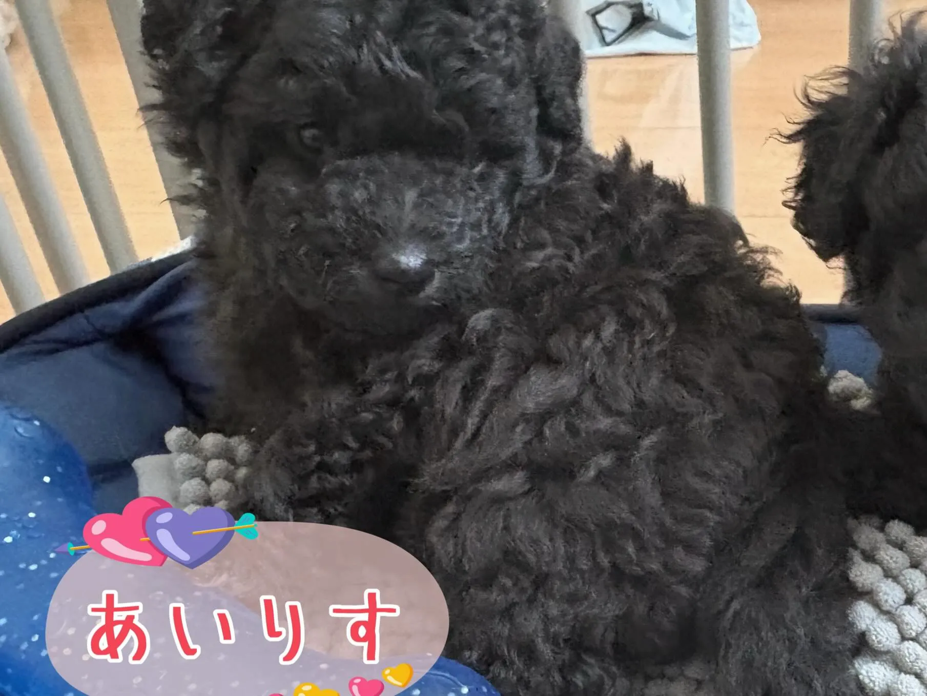 シータベビー🐉生後35日目✨️