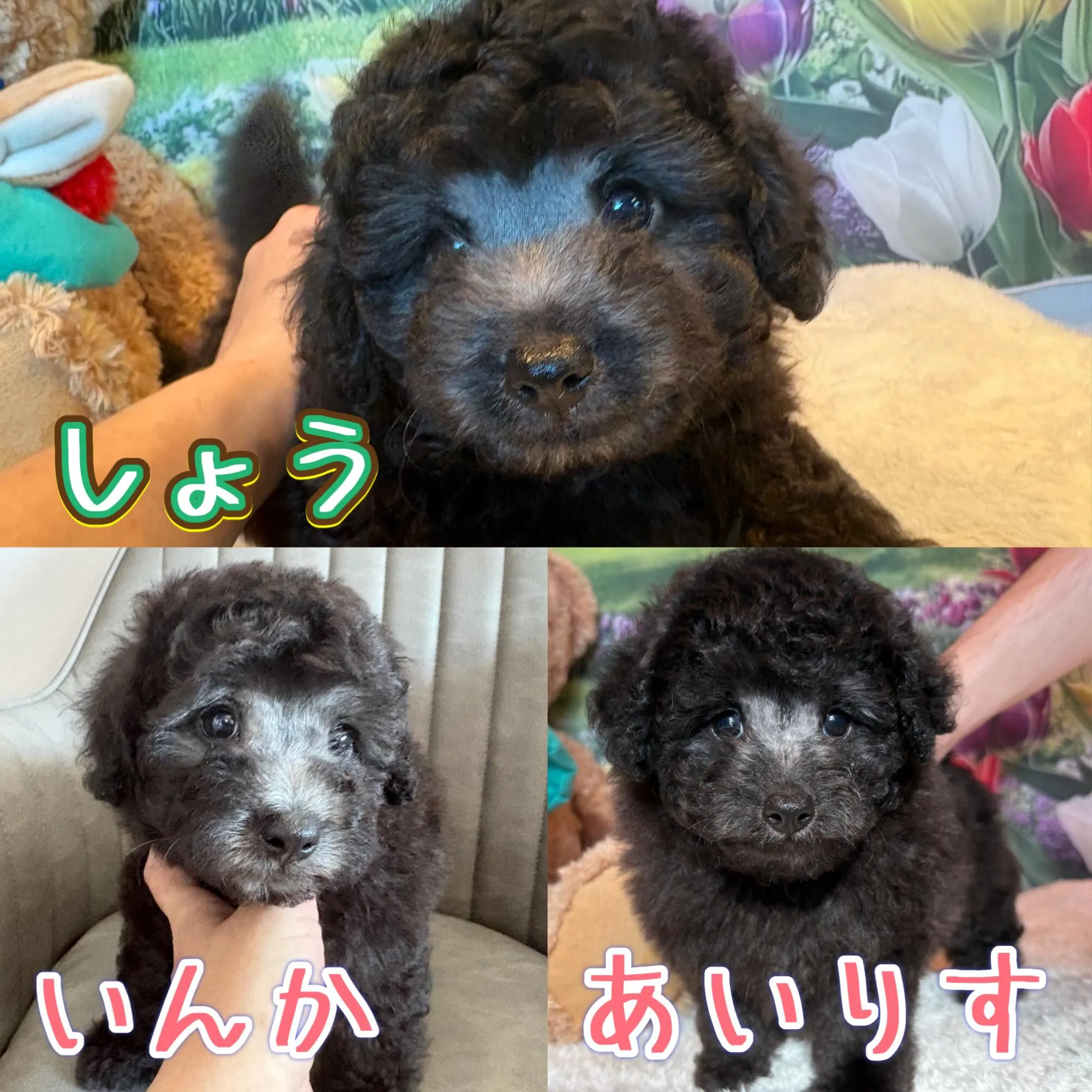 ミディアムプードル🐩