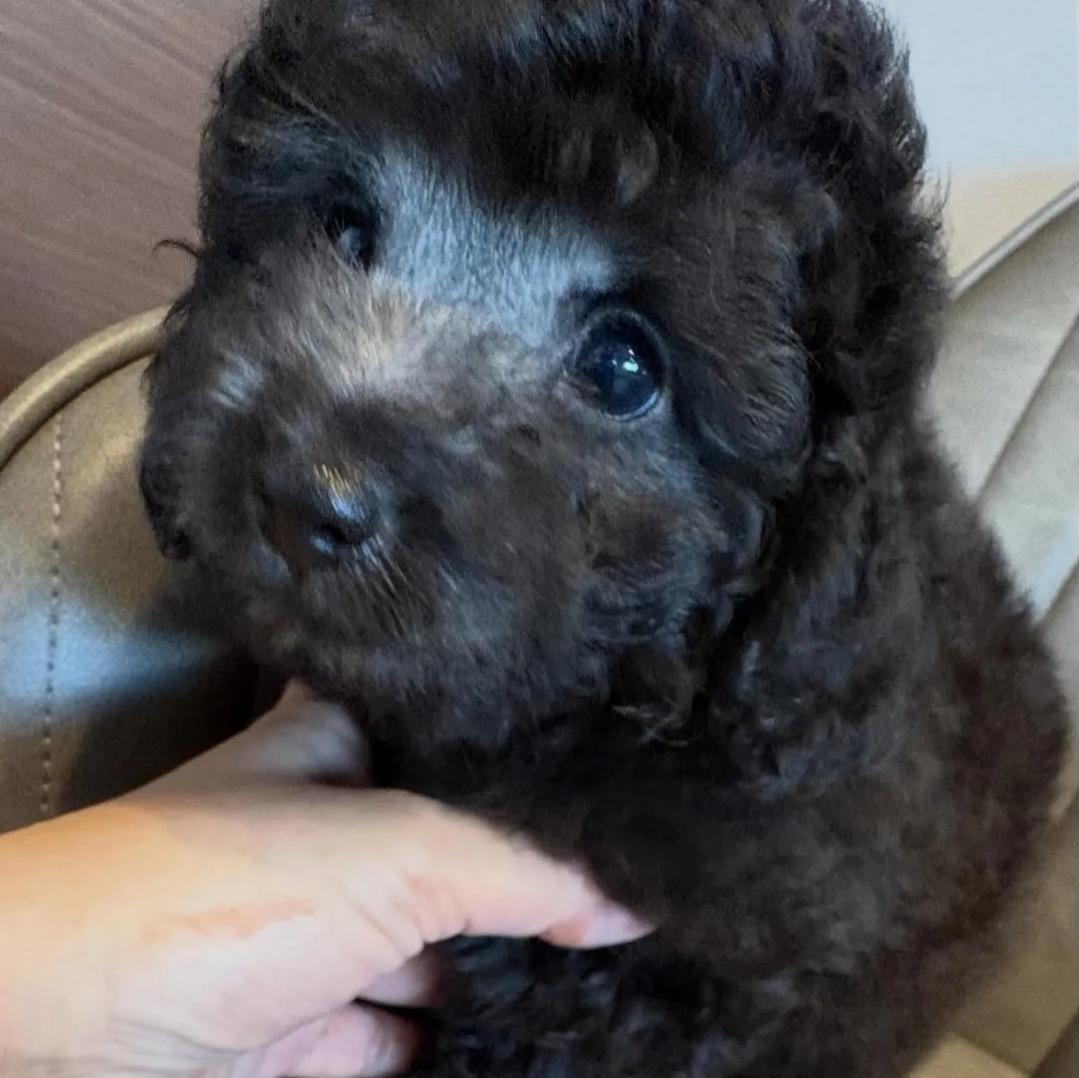 ミディアムプードル🐩