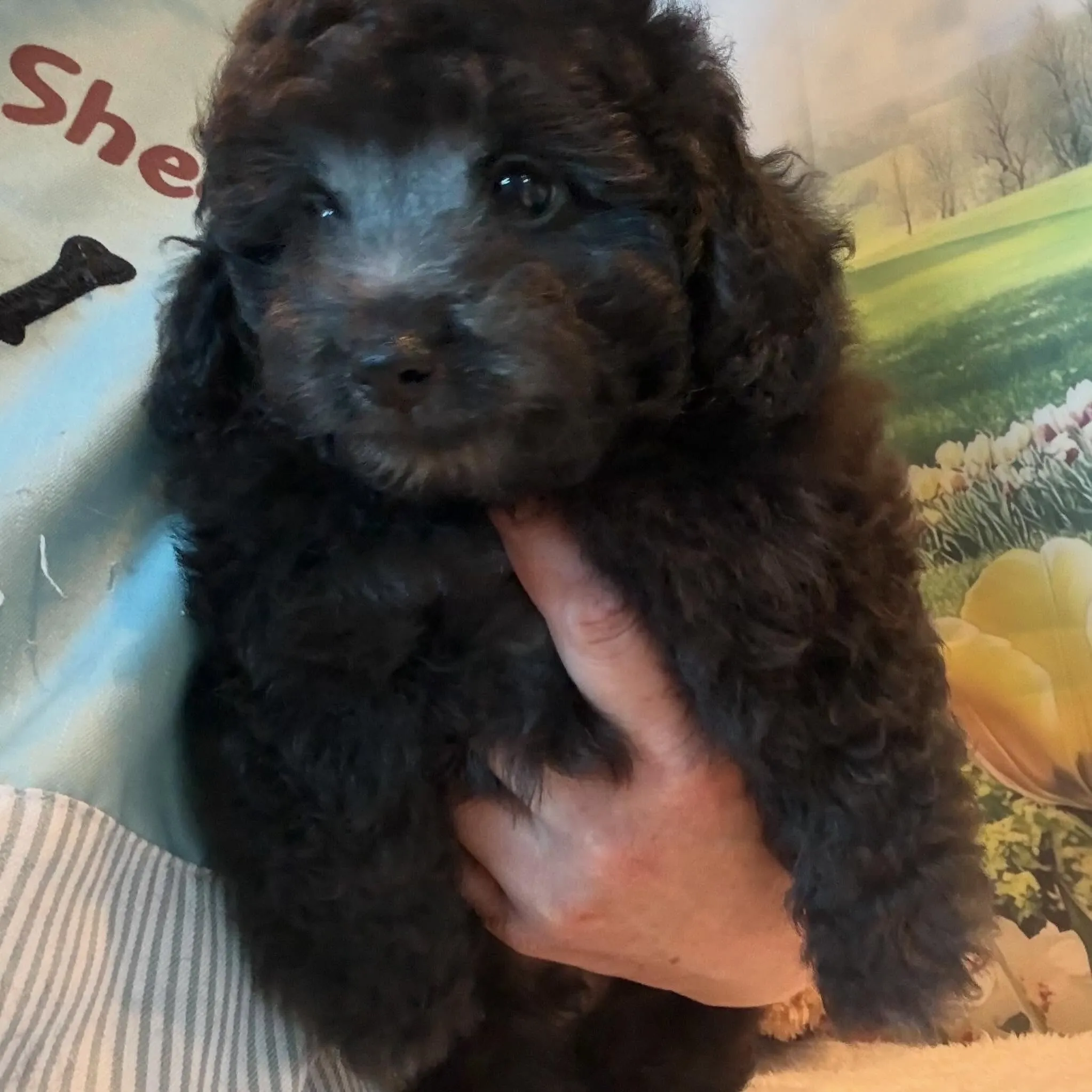 ミディアムプードル🐩