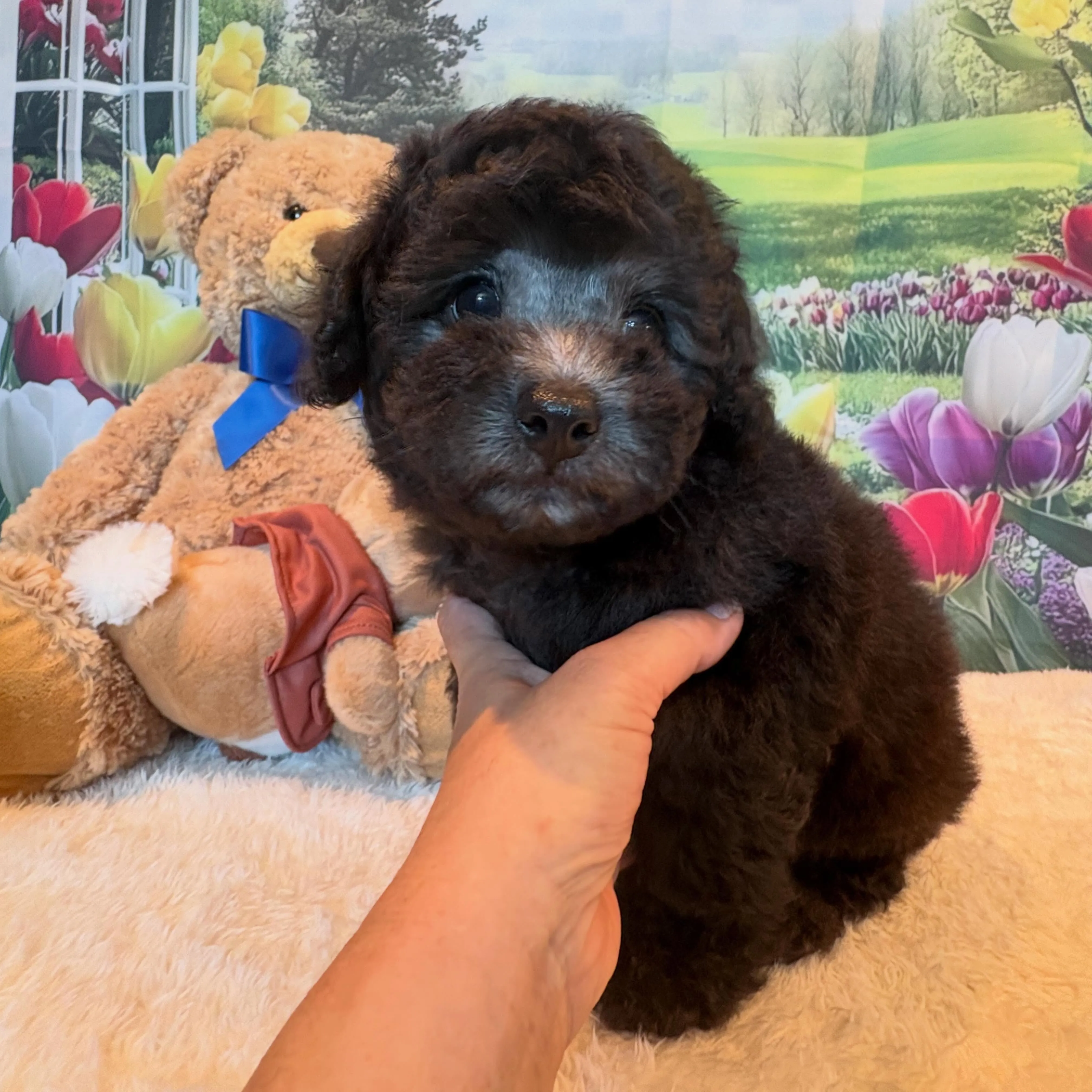 ミディアムプードル🐩