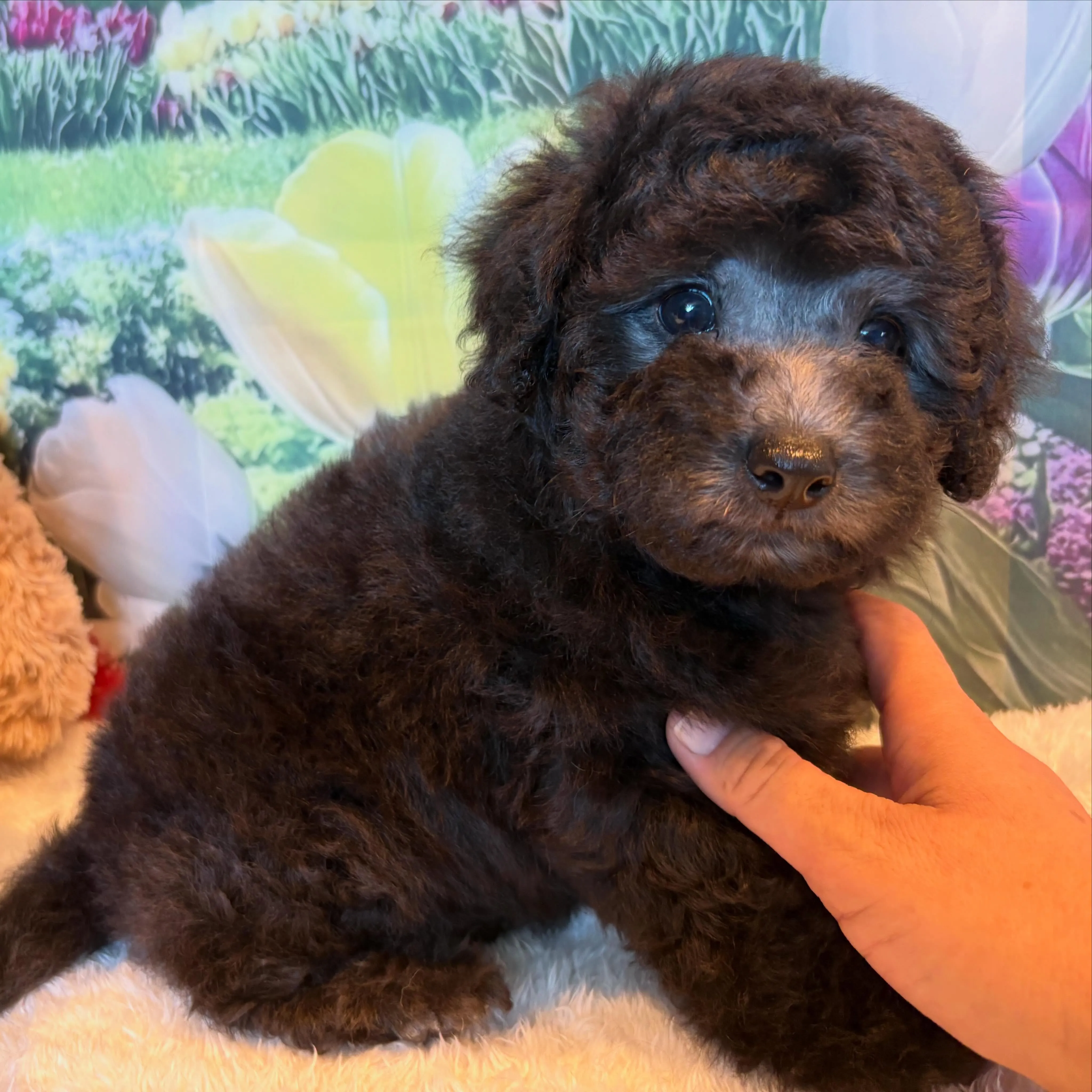 ミディアムプードル🐩