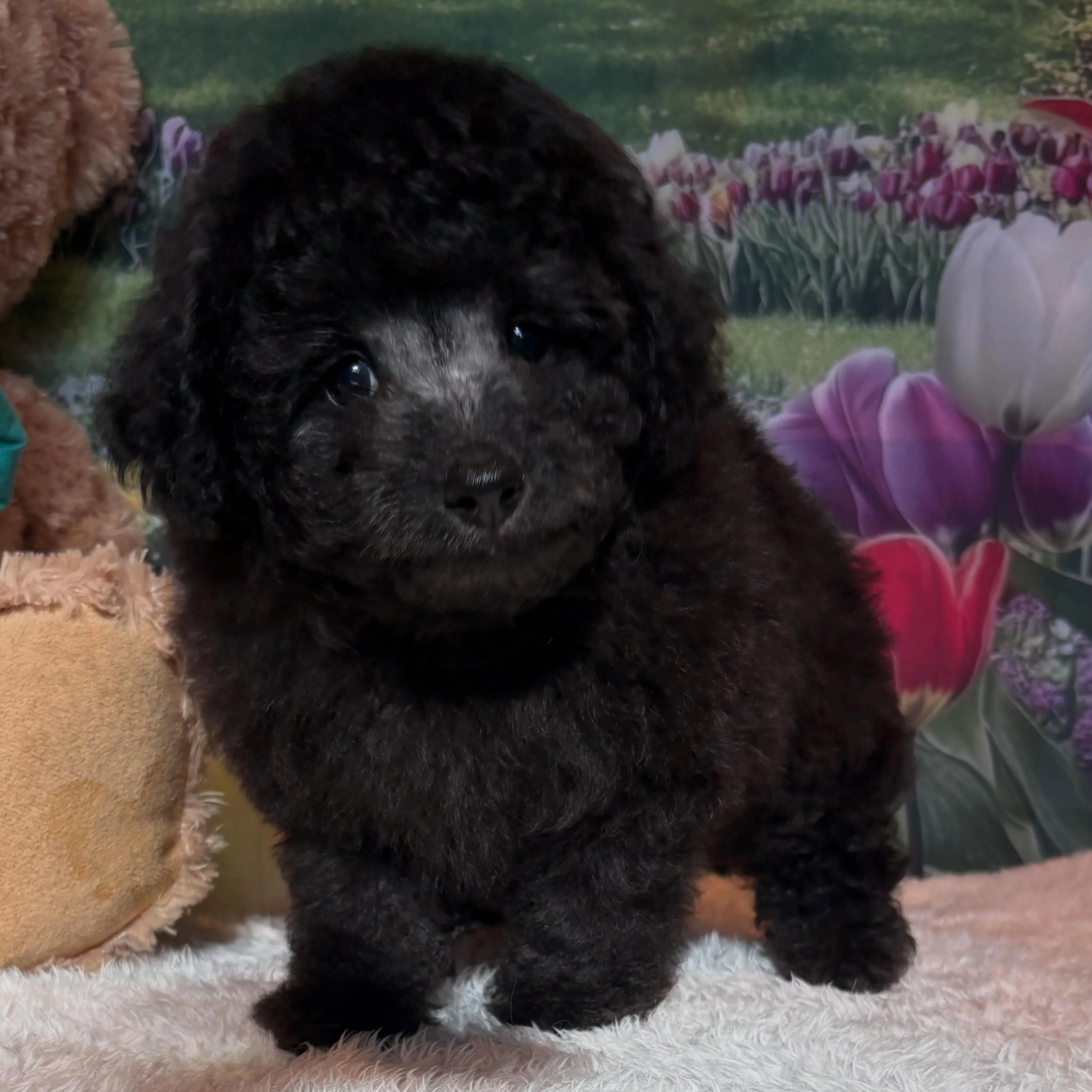 ミディアムプードル🐩