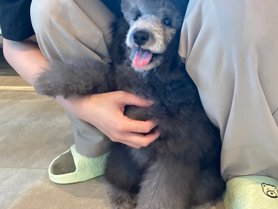 レモンベビー🍋ロドリお迎え頂きました🐾