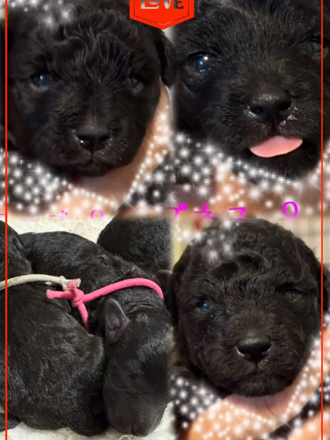 さくらベビー🌸6月24日産まれの三姉妹