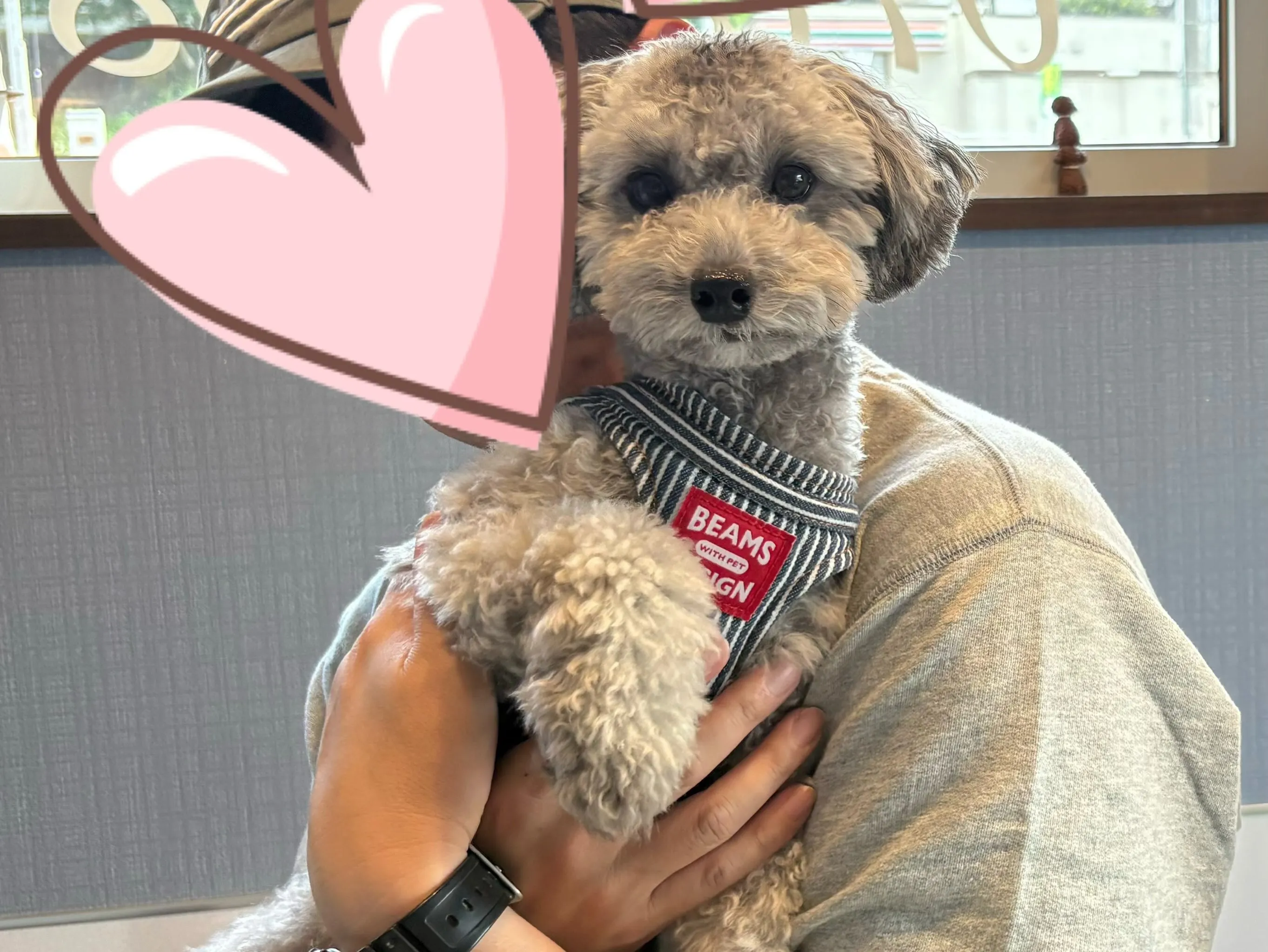 先日、ポンちゃんが遊びに来てくれました🥰