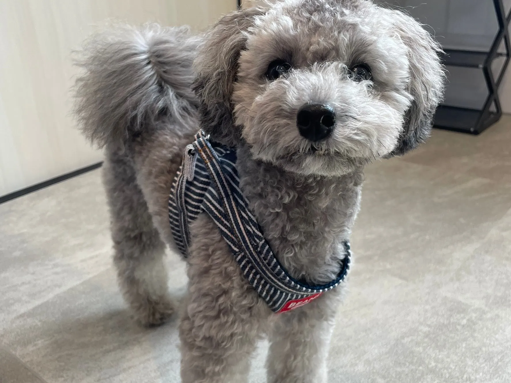 先日、ポンちゃんが遊びに来てくれました🥰