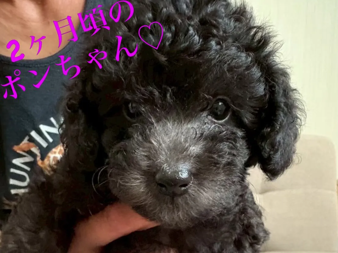 先日、ポンちゃんが遊びに来てくれました🥰