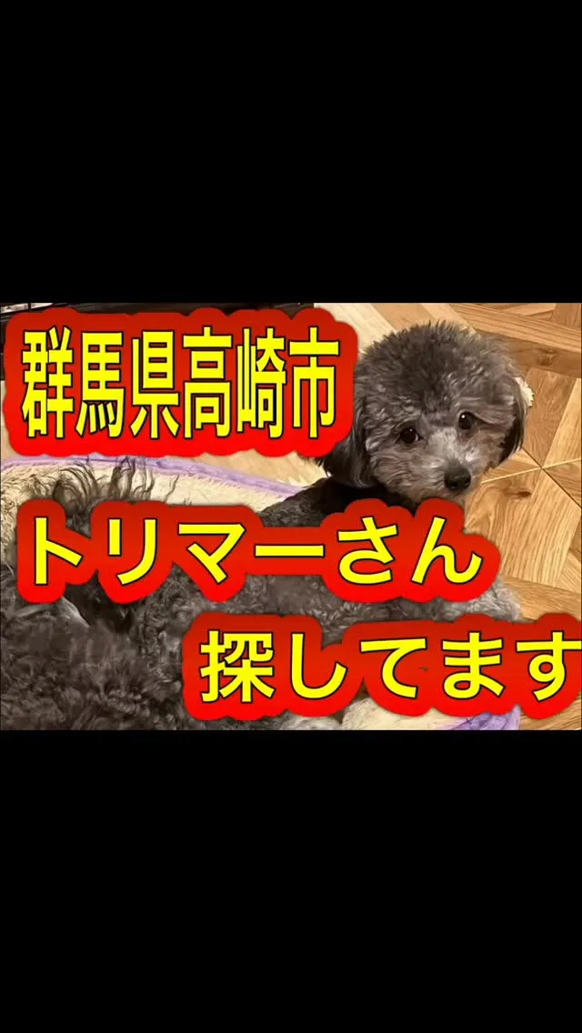 群馬県高崎市で、トリマーさん募集しています♪♪