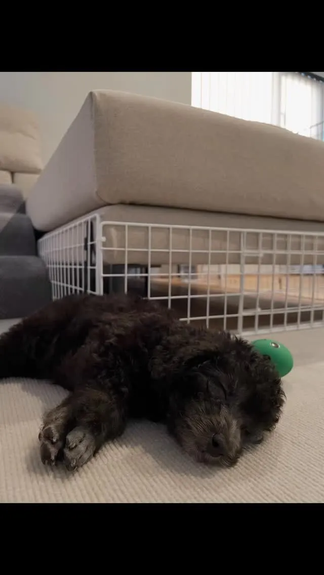 レモンベビー🍋次女ポン♡